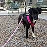animal, apartment_building, bench, black_dog, canine, curious, daylight, dog, leash, outdoor, pet, pink_harness, residential_area, sidewalk, small_dog, urban, walking, white_chest, white_paws, wood_chips