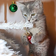 Khaleesi joined the competition — help win amazing prizes! cat, christmas_tree, curious, cute, decorations, feline, festive, focus, gray_tabby, green_ornament, holiday, indoor, kitten, ornament, pawing, pet, playing, red_ornament, white_tree, young_cat