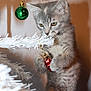cat, christmas_tree, curious, cute, decorations, feline, festive, focus, gray_tabby, green_ornament, holiday, indoor, kitten, ornament, pawing, pet, playing, red_ornament, white_tree, young_cat