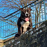 Tyson participe au concours pour gagner de l'argent avec cette photo : dog, pit_bull, canine, standing, tongue_out, outdoors, stone_wall, rock, metal_railing, trees, branches, blue_sky, sunlight, portrait, front_view, brown_fur, white_chest, happy, alert, architecture