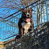dog, pit_bull, canine, standing, tongue_out, outdoors, stone_wall, rock, metal_railing, trees, branches, blue_sky, sunlight, portrait, front_view, brown_fur, white_chest, happy, alert, architecture