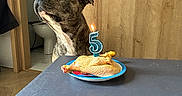 Taya a rejoint le concours — aidez-le/la à gagner de superbes lots ! dog, birthday, candle, number_five, food, plate, chicken, table, indoor, home, doorway, bathroom, wood, portrait, sitting, pet, celebration, lighting, brindle, anticipation