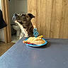 dog, birthday, candle, number_five, food, plate, chicken, table, indoor, home, doorway, bathroom, wood, portrait, sitting, pet, celebration, lighting, brindle, anticipation