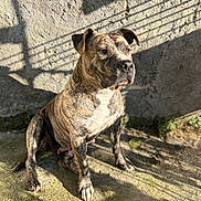 Taya a rejoint le concours — aidez-le/la à gagner de superbes lots ! dog, brindle, canine, sitting, outdoor, sunlight, shadow, portrait, short_hair, muscular, brown, white_chest, floppy_ears, nose, paws, concrete, wall, courtyard, animal, pet