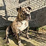 dog, brindle, canine, sitting, outdoor, sunlight, shadow, portrait, short_hair, muscular, brown, white_chest, floppy_ears, nose, paws, concrete, wall, courtyard, animal, pet