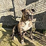 dog, brindle_dog, pit_bull_type, sitting, outdoors, sunlight, shadows, stone_wall, concrete, patio, short_hair, muscular, white_chest, floppy_ears, brown_coat, black_nose, animal_portrait, full_body, serious_expression, domestic_animal