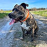 dog, brindle_coat, orange_collar, tongue_out, sitting, outdoors, rural, country_path, mud, gravel, grass, field, blue_sky, daylight, animal_portrait, close_up, happy, panting, short_hair, landscape