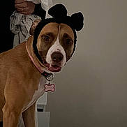 Snow participe au concours pour gagner de l'argent avec cette photo : animal, bone_tag, brown_dog, closeup, collar, couch, curious, cute, dog, domestic, ears, fabric, furniture, hand, headband, indoor, person, pet, portrait, wall