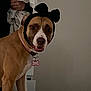 animal, bone_tag, brown_dog, closeup, collar, couch, curious, cute, dog, domestic, ears, fabric, furniture, hand, headband, indoor, person, pet, portrait, wall