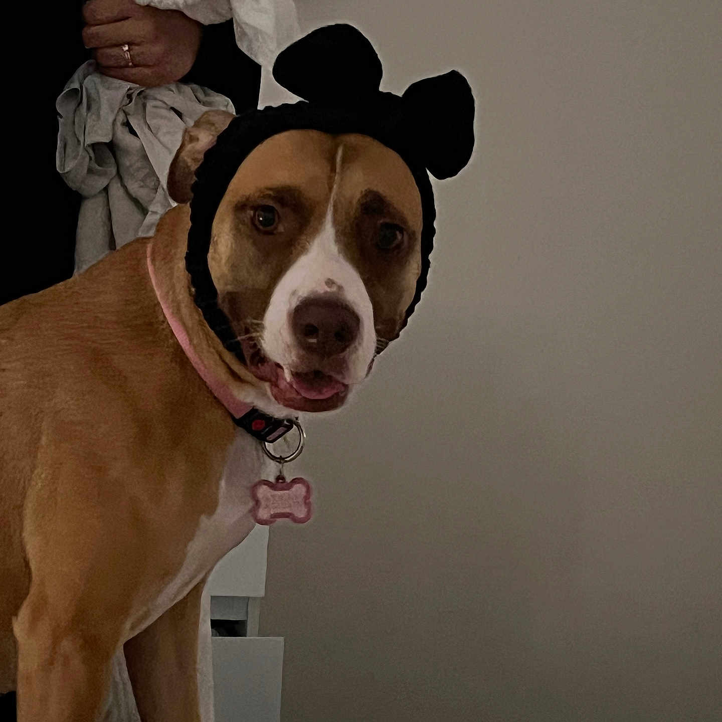 Snow participe au concours pour gagner de l'argent avec cette photo : animal, bone_tag, brown_dog, closeup, collar, couch, curious, cute, dog, domestic, ears, fabric, furniture, hand, headband, indoor, person, pet, portrait, wall