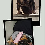 Low Key joined the competition — help win amazing prizes! animal, black, blanket, brown, canine, closeup, collar, composite, cozy, cute, dog, furniture, indoor, pet, portrait, relaxing, resting, sleeping, two_photos, water_bottle