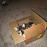 Cali is registered to the contest to win money with this photo: cat, calico, cardboard_box, pet, animal, indoor, carpet, feline, resting, cozy, cute, sleepy, home, box, fur, whiskers, ears, domestic_animal, relaxing, tabby
