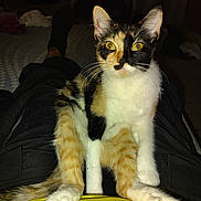 Cali is registered to the contest to win money with this photo: cat, calico, pet, animal, lap, person, indoor, feline, fur, yellow_eyes, sitting, looking, legs, dark_clothing, cozy, close_up, domestic, whiskers, paws, relaxed