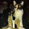 cat, calico, pet, animal, lap, person, indoor, feline, fur, yellow_eyes, sitting, looking, legs, dark_clothing, cozy, close_up, domestic, whiskers, paws, relaxed