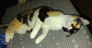 Cali is registered to the contest to win money with this photo: cat, calico, lying_down, indoor, furniture, fabric, text_overlay, pattern, clothing, folded_clothes, pet, animal, whiskers, yellow_eyes, domestic_cat, resting, close_up, bedspread, blue_fabric, dim_light