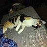 cat, calico, lying_down, indoor, furniture, fabric, text_overlay, pattern, clothing, folded_clothes, pet, animal, whiskers, yellow_eyes, domestic_cat, resting, close_up, bedspread, blue_fabric, dim_light