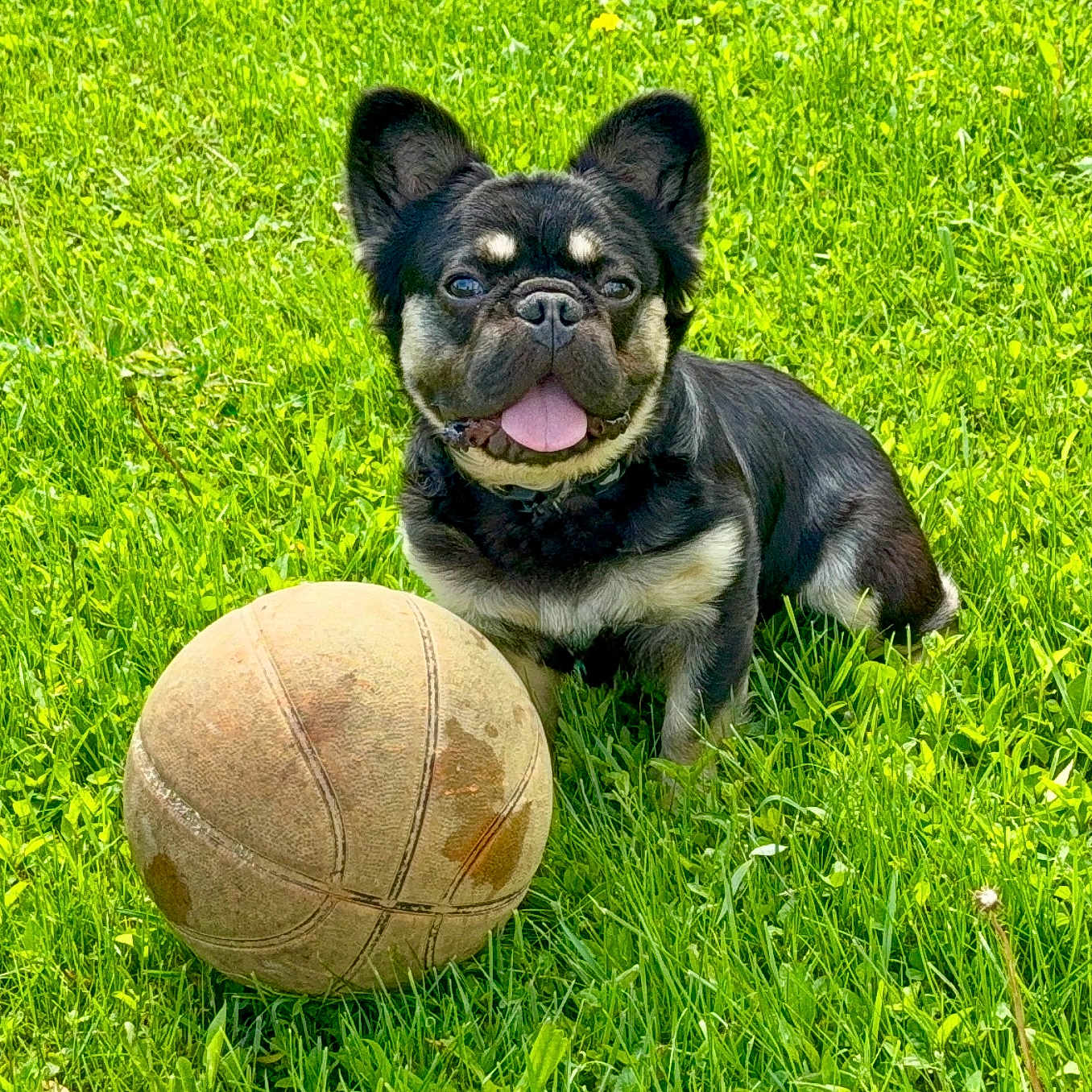 Gizmo is registered to the contest to win money with this photo: animal, basketball, canine, cute, dog, ears, fun, grass, greenery, happy, leisure, mammal, nature, outdoor, pet, playful, summer, sunlight, tongue_out, young_dog