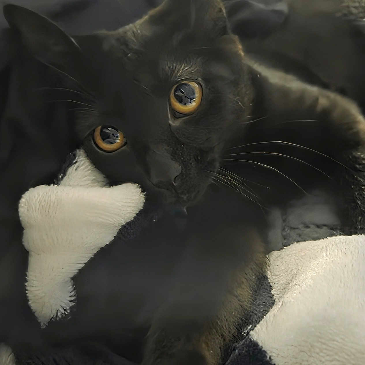 Sneak joined the competition — help win amazing prizes! bedding, black_cat, blanket, cat, close_up, cozy, domestic_animal, ears, feline, fur, gaze, indoor, paws, pet, plush_toy, portrait, resting, soft_texture, whiskers, yellow_eyes