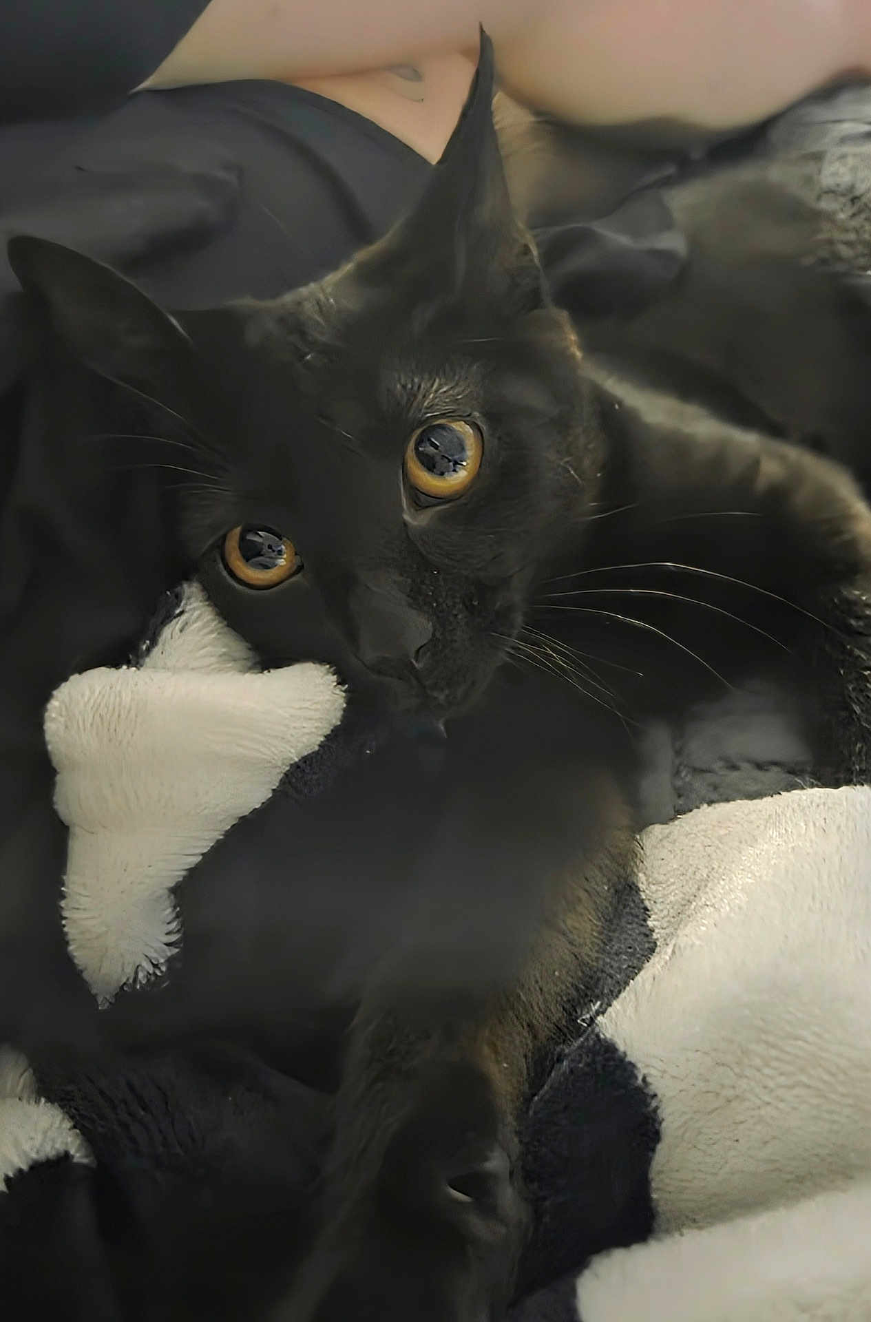 Sneak joined the competition — help win amazing prizes! cat, black_cat, feline, pet, yellow_eyes, whiskers, close_up, blanket, plush_toy, cozy, indoor, portrait, bedding, fur, ears, paws, resting, gaze, soft_texture, domestic_animal