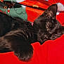 Sneak is registered to the contest to win money with this photo: black_cat, cat, sleeping, cozy, blanket, red, green, christmas_pattern, pajamas, close_up, pet, feline, whiskers, paw, ears, fur, collar, indoor, portrait, relaxed