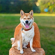 Matcha joined the competition — help win amazing prizes! animal, canine, collar, cute, daytime, dog, fur, garden, greenery, happy, nature, outdoor, pet, portrait, shiba_inu, sitting, smiling, sunlight, tongue_out, wooden_stump