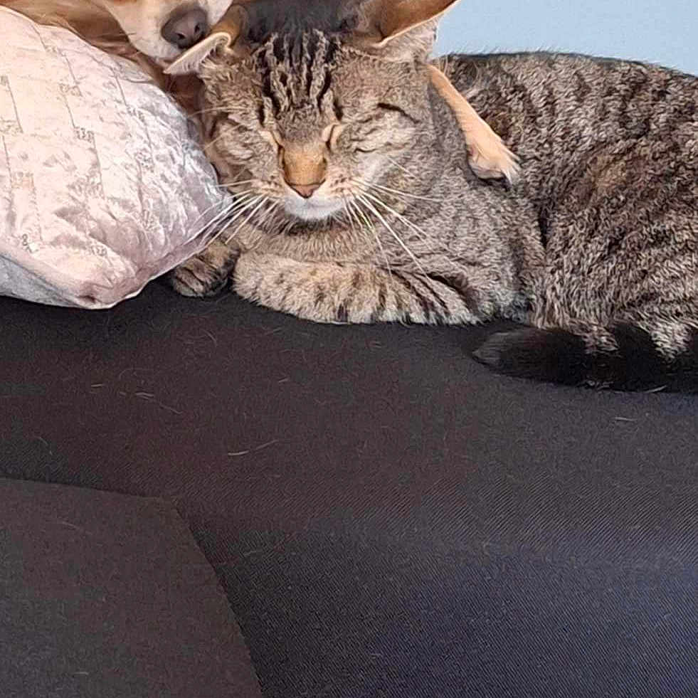 Tim a rejoint le concours — aidez-le/la à gagner de superbes lots ! adorable, animal_friendship, cat, closeup, companion, couch, cozy, cute, dog, domestic_animal, fluffy_dog, fur, home, indoor, pet, relaxed, resting, sleepy, snuggling, tabby_cat