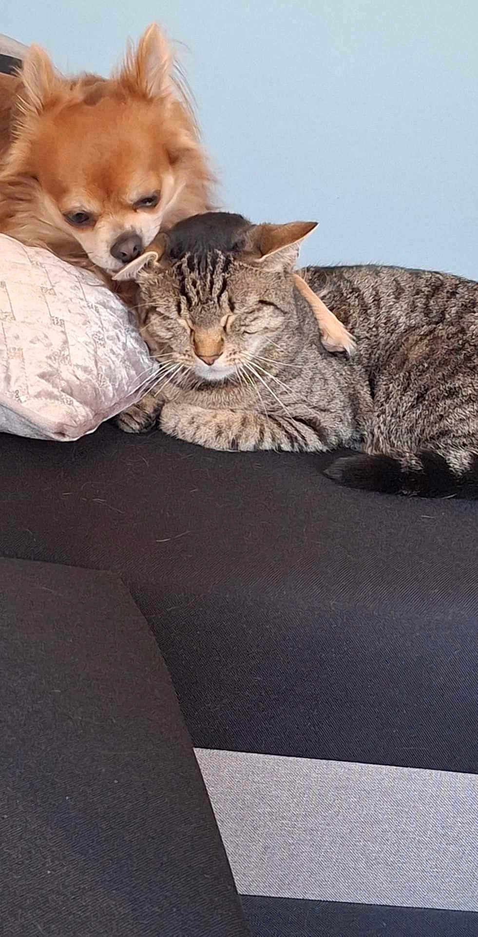 Tim a rejoint le concours — aidez-le/la à gagner de superbes lots ! dog, cat, couch, pet, snuggling, cozy, tabby_cat, fluffy_dog, indoor, resting, animal_friendship, relaxed, fur, cute, companion, home, domestic_animal, sleepy, closeup, adorable