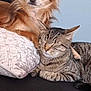 animal, cat, companion, couch, cozy, cute, dog, domestic, friendship, fur, furry, home, indoor, pet, pillow, relaxed, resting, small_dog, snuggling, tabby_cat
