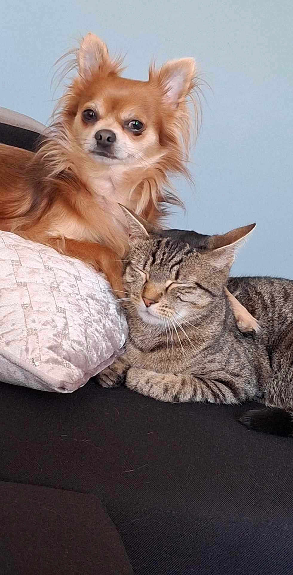 Tim
