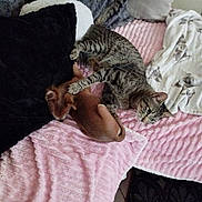 Tim participe au concours pour gagner de l'argent avec cette photo : cat, dog, tabby_cat, puppy, pink_blanket, pillow, blanket, pet, animal, indoor, cozy, resting, fur, sleeping_area, companion, cute, cuddling, home, soft_texture, friendship