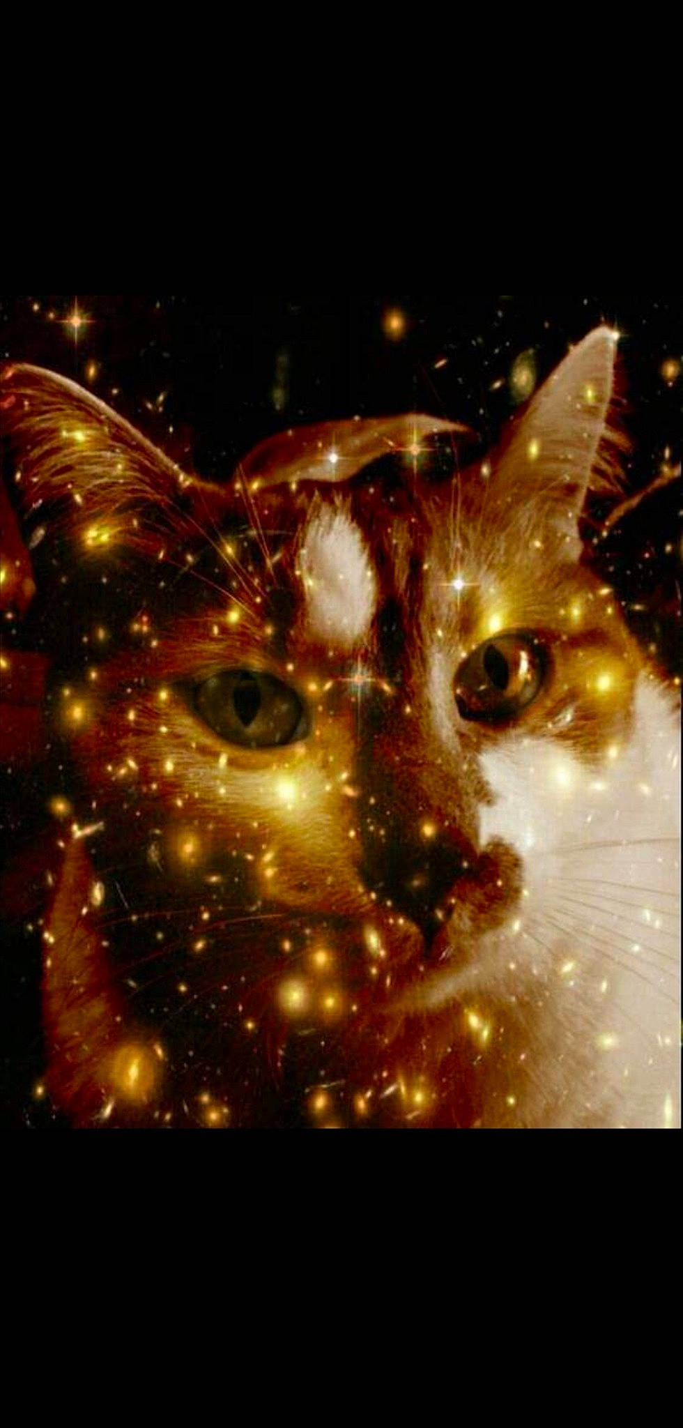 Lune a rejoint le concours — aidez-le/la à gagner de superbes lots ! carnivore, cat, fawn, felidae, iris, night, organism, small_to_medium_sized_cats, snout, space, terrestrial_animal, vertebrate, whiskers