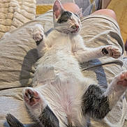 Lïa a rejoint le concours — aidez-le/la à gagner de superbes lots ! kitten, cat, sleeping, relaxed, pet, animal, fur, paw, whiskers, indoor, human_lap, soft, cute, domestic, cozy, resting, young, gray_and_white, feline, adorable
