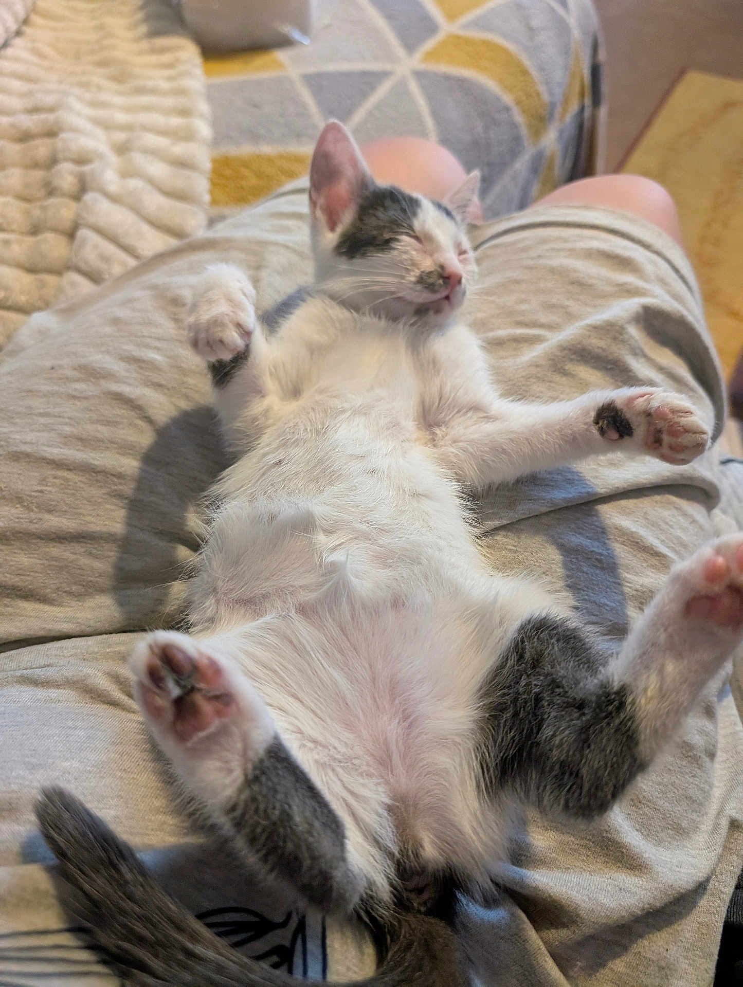 Lïa a rejoint le concours — aidez-le/la à gagner de superbes lots ! kitten, cat, sleeping, relaxed, pet, animal, fur, paw, whiskers, indoor, human_lap, soft, cute, domestic, cozy, resting, young, gray_and_white, feline, adorable