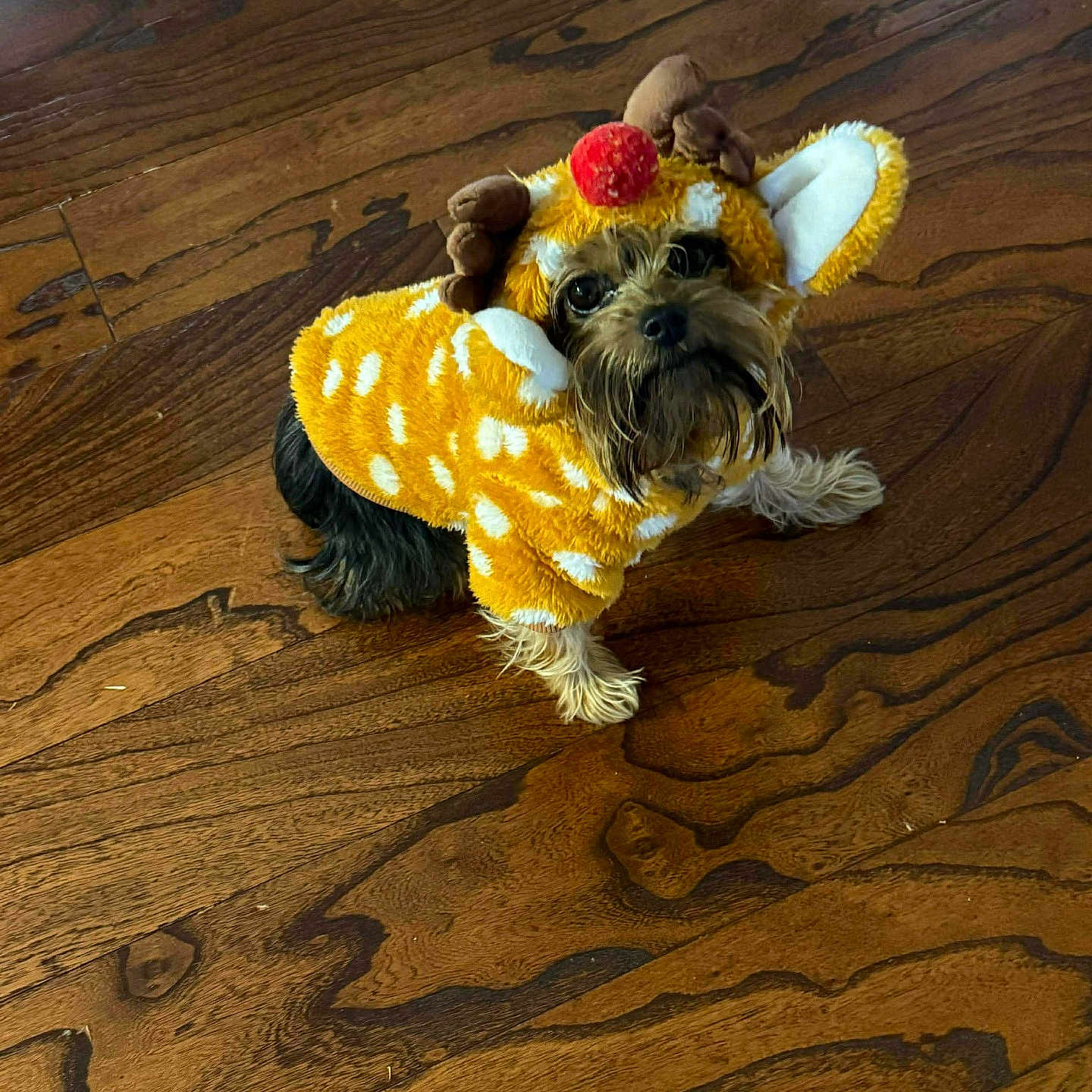 Galafrie joined the competition — help win amazing prizes! adorable, animal, brown, christmas, costume, cute, dog, ears, festive, furry, holiday, indoor, looking_up, pet, red_nose, reindeer, sitting, small_dog, spots, wood_floor