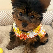 Bela joined the competition — help win amazing prizes! adorable, animal, bed, black, brown, colorful, crocheted_sweater, cute, dog, ears, fluffy, fur, indoor, looking, pet, puppy, sitting, small_dog, soft, young