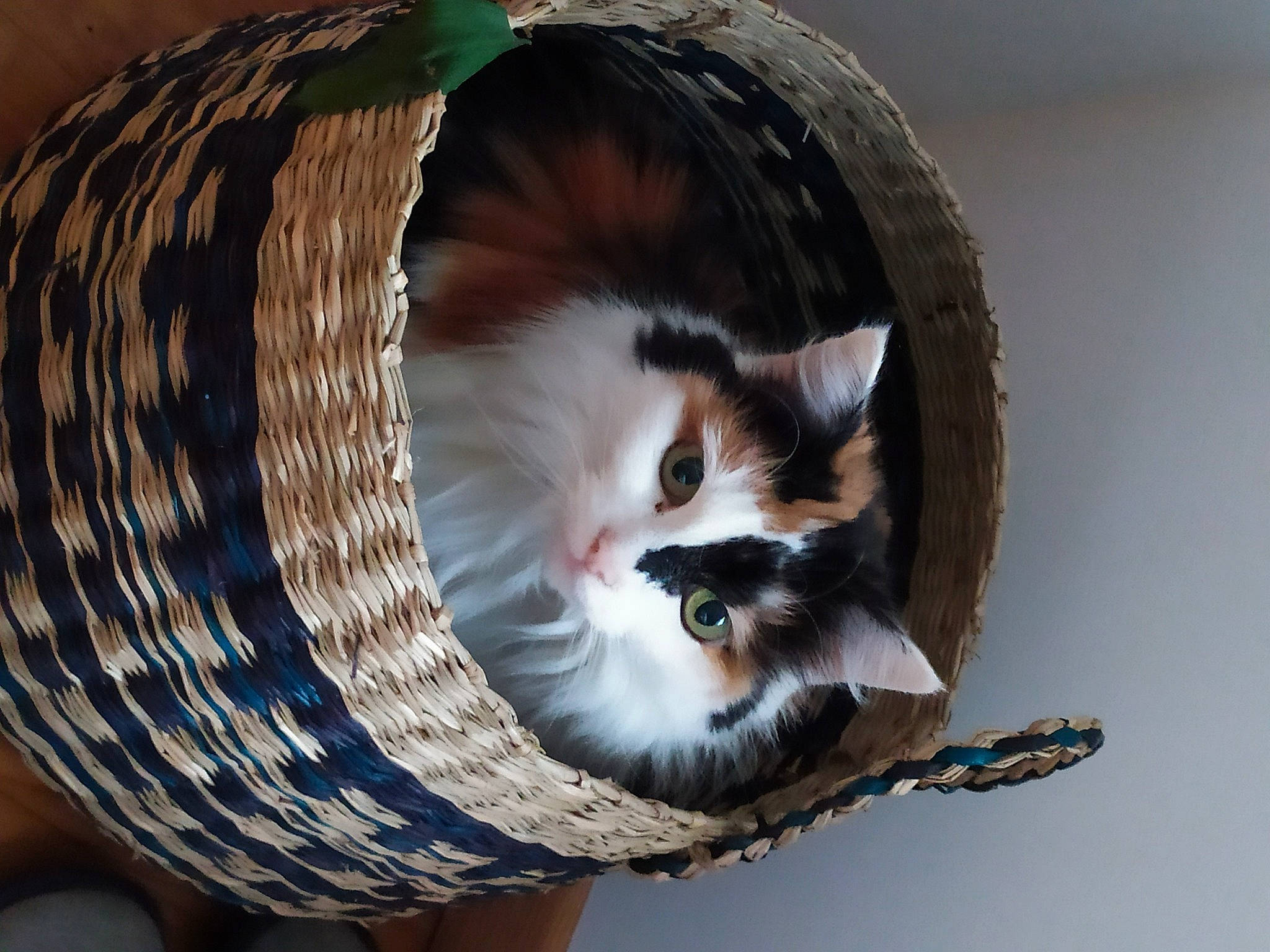 Dana a rejoint le concours — aidez-le/la à gagner de superbes lots ! carnivore, cat, ear, felidae, fur, kitten, small_to_medium_sized_cats, tail, whiskers