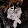 animal, calico, cat, chair, close_up, cute, domestic_cat, feline, fluffy, fur, home, indoor, mammal, patterned_chair, paws_crossed, pet, portrait, relaxed, resting, whiskers
