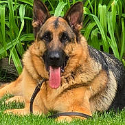 Simba is registered to the contest to win money with this photo: german_shepherd, dog, grass, greenery, plants, pet, animal, tongue_out, playful, outdoor, leash, resting, canine, nature, summer, fur, ears, muzzle, tongue, red_ball