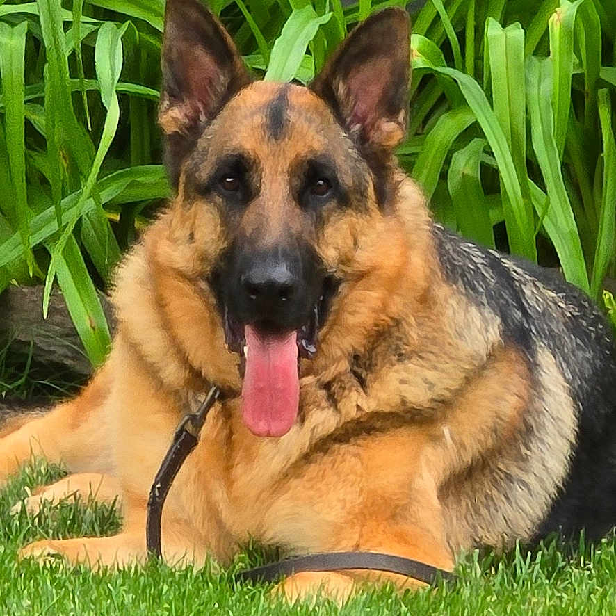 Simba is registered to the contest to win money with this photo: animal, canine, dog, ears, fur, german_shepherd, grass, greenery, leash, muzzle, nature, outdoor, pet, plants, playful, red_ball, resting, summer, tongue, tongue_out
