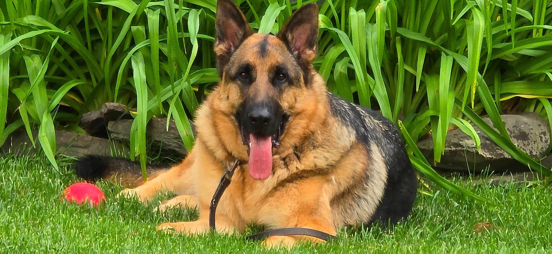 Simba is registered to the contest to win money with this photo: german_shepherd, dog, grass, greenery, plants, pet, animal, tongue_out, playful, outdoor, leash, resting, canine, nature, summer, fur, ears, muzzle, tongue, red_ball