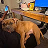 Mauie is registered to the contest to win money with this photo: puppy, dog, lap, person, hand, phone, desk, bowl, snack_bag, monitor, chair, carpet, cable, casual, indoor, relaxed, brown_dog, wooden_furniture, technology, home_office