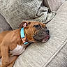 Mauie joined the competition — help win amazing prizes! dog, brown_dog, collar, blue_collar, couch, beige_couch, cushion, relaxed, sleepy, tongue_out, pet, indoor, furniture, paw, snout, ears, close_up, resting, animal, companion