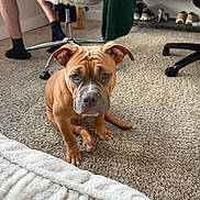 Mauie joined the competition — help win amazing prizes! puppy, dog, brown_dog, carpet, indoor, person_legs, rolling_chair, shoes, shoe_rack, socks, floor, furniture, pet, canine, young_dog, cute, looking, wrinkled_forehead, ears, home