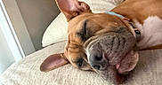 Mauie joined the competition — help win amazing prizes! dog, sleeping, couch, indoor, pet, relaxation, brown_fur, white_fur, ear, tongue, close_up, soft_texture, collar, paw, comfortable, rest, nose, snout, home, nap