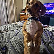 Dobby Bean joined the competition — help win amazing prizes! alert, bed, bedroom, blanket, brown_dog, canine, collar, cozy, curtains, dog, domestic_animal, dresser, furniture, indoor, pet, remote_control, small_dog, standing, tags, television