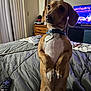 alert, bed, bedroom, blanket, brown_dog, canine, collar, cozy, curtains, dog, domestic_animal, dresser, furniture, indoor, pet, remote_control, small_dog, standing, tags, television