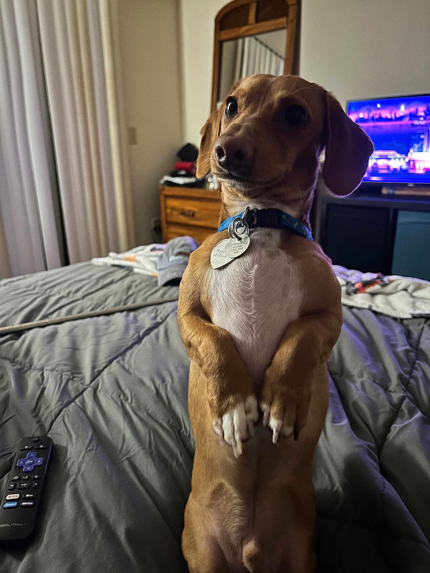 Dobby Bean