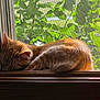 cat, ginger_cat, sleeping, window, windowsill, sunlight, indoor, screen, leafy_background, pet, feline, curled_up, cozy, resting, nature, daylight, animal, fur, peaceful, quiet