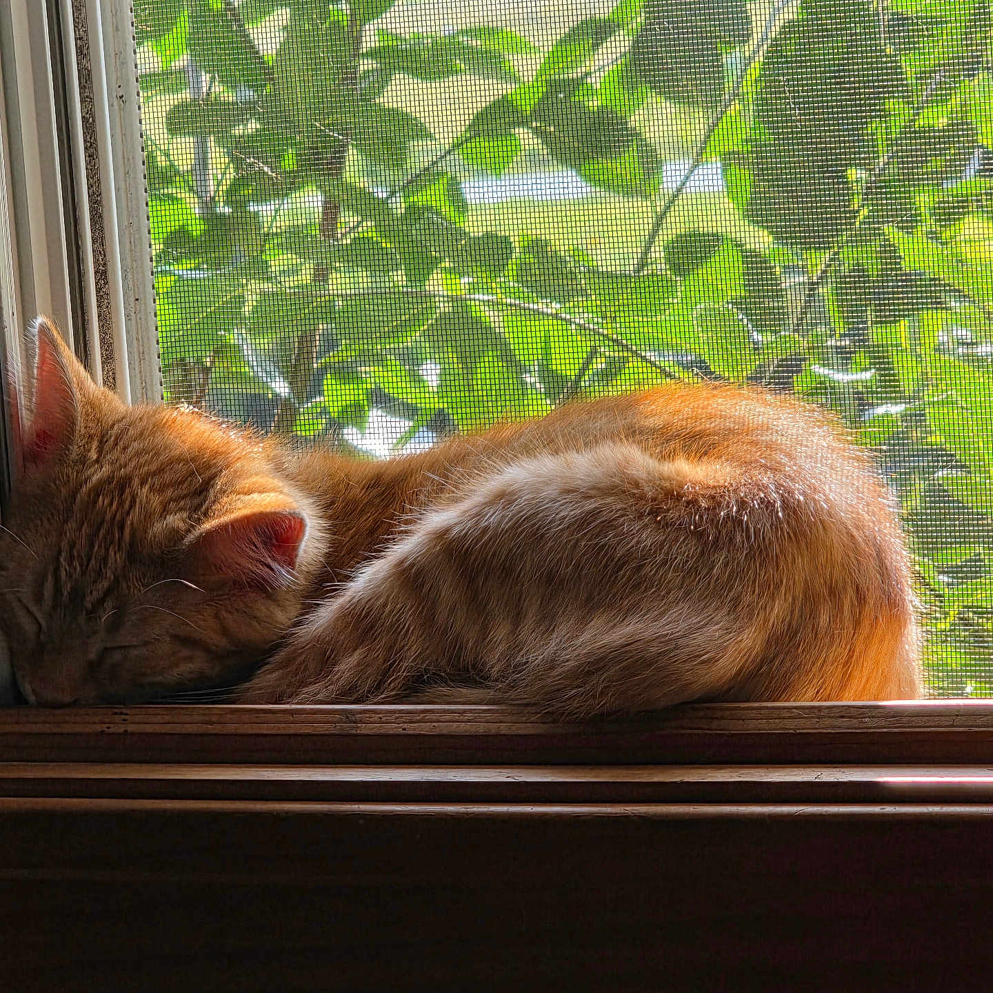 Clementine joined the competition — help win amazing prizes! animal, cat, cozy, curled_up, daylight, feline, fur, ginger_cat, indoor, leafy_background, nature, peaceful, pet, quiet, resting, screen, sleeping, sunlight, window, windowsill