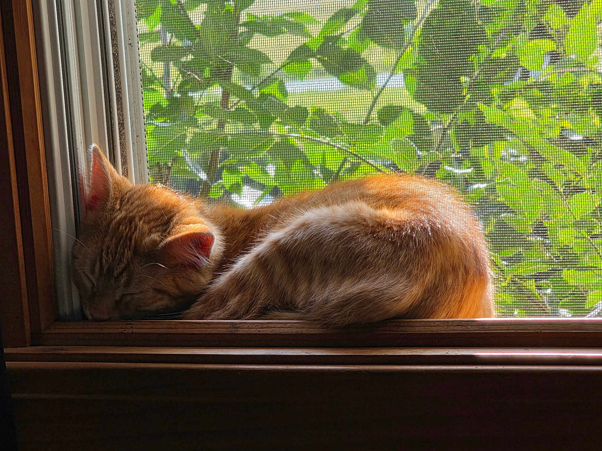 Clementine joined the competition — help win amazing prizes! cat, ginger_cat, sleeping, window, windowsill, sunlight, indoor, screen, leafy_background, pet, feline, curled_up, cozy, resting, nature, daylight, animal, fur, peaceful, quiet